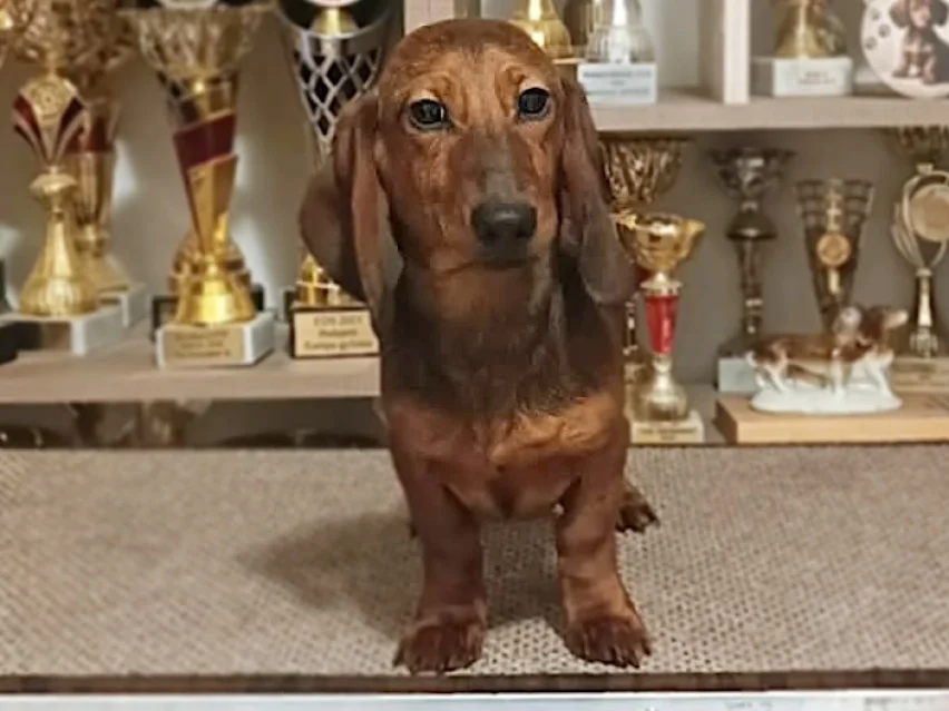 Pedro