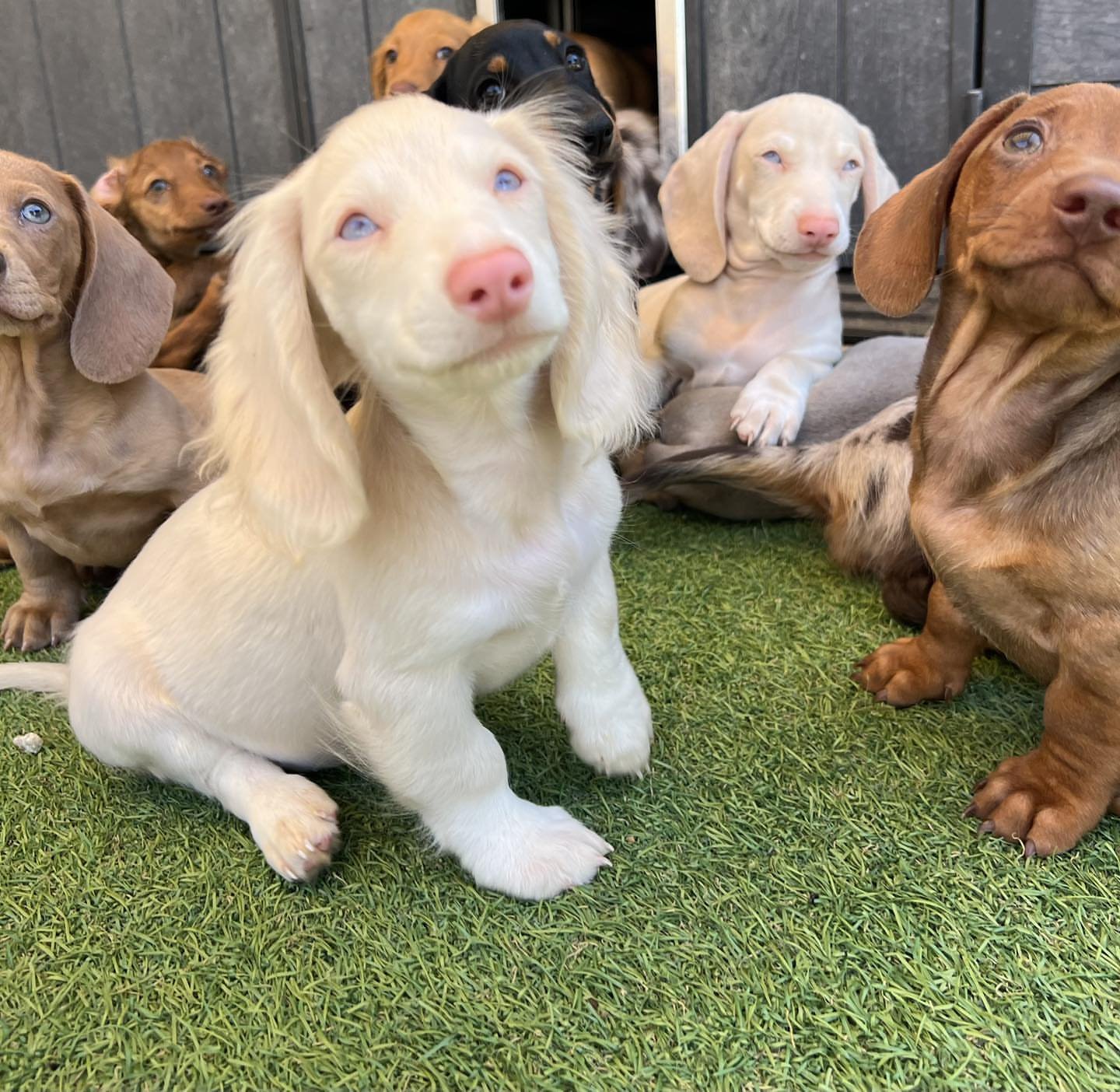 Octa, Dachshund puppy