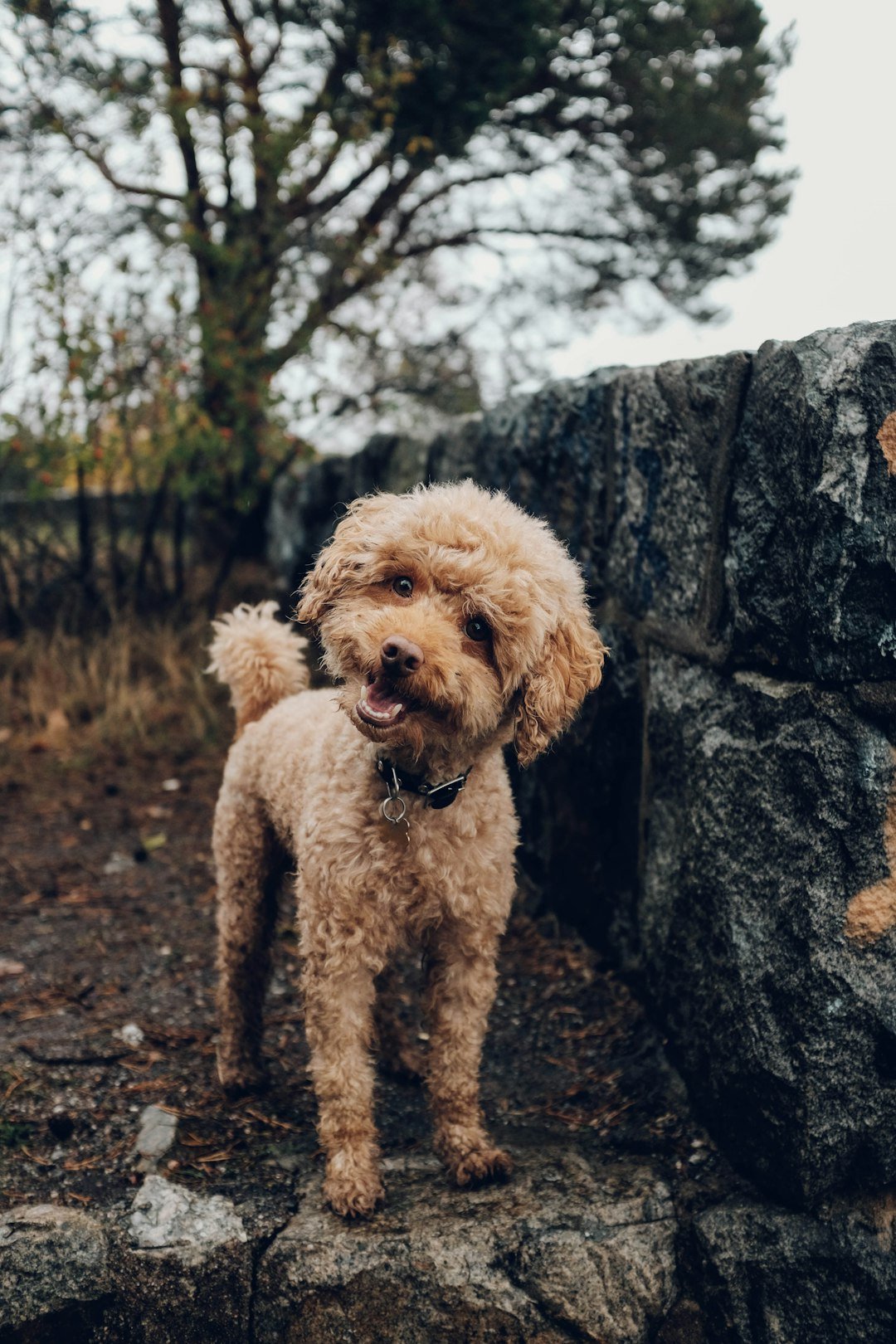 Companion puppies at Evergreen Companion Dogs